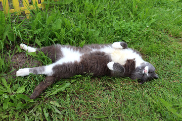 Gray smoky cat with white chest sleeps lying on back with hind legs extended and front legs tucked in on green grass in garden on summer cloudy day. Horizontal photo, close-up