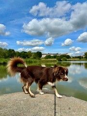 chien en promenade