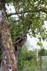 The bird, the common woodpecker, sits on a branch of an apple tree and looks out from behind it on...