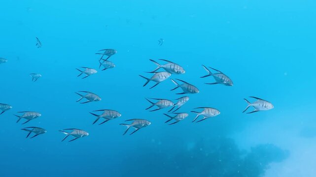 School of Trachinotus goodei palometa fish with long tails and fins swimming.