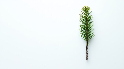 Single pine branch on white background