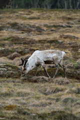 Reindeer or caribou (Rangifer tarandus) eating grass