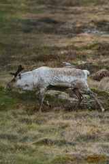 Reindeer or caribou (Rangifer tarandus) walking