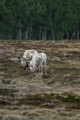 Reindeer or caribou (Rangifer tarandus) eating grass