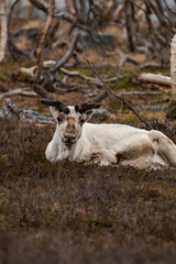Reindeer or caribou (Rangifer tarandus) laying in the grass
