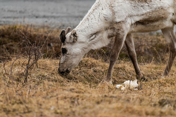 Reindeer or caribou (Rangifer tarandus) eating grass