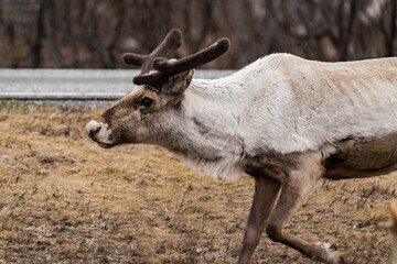 Reindeer or caribou (Rangifer tarandus) walking