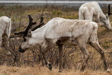 Reindeer or caribou (Rangifer tarandus) walking