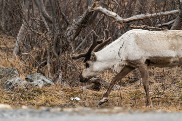 Reindeer or caribou (Rangifer tarandus) walking