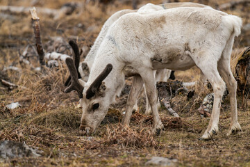 Reindeer or caribou (Rangifer tarandus) eating grass