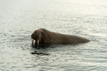 Morse, Odobenus rosmarus, Spitzberg, Svalbard, Norvège