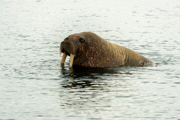 Morse, Odobenus rosmarus, Spitzberg, Svalbard, Norvège