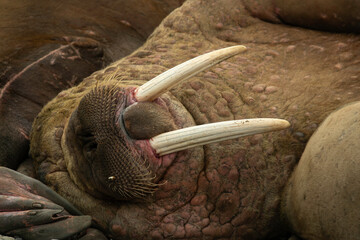 Morse, Odobenus rosmarus, Spitzberg, Svalbard, Norvège