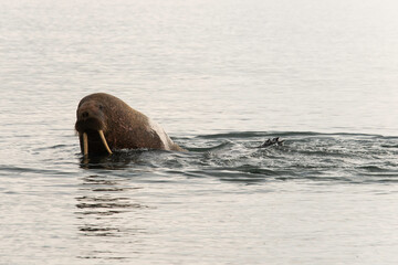 Morse, Odobenus rosmarus, Spitzberg, Svalbard, Norvège