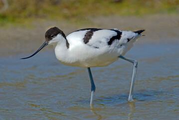 Avocette élégante, Recurvirostra avosetta, Pied Avocet