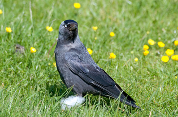 Choucas des tours,.Coloeus monedula , Western Jackdaw