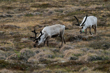 Reindeer or caribou (Rangifer tarandus) eating grass