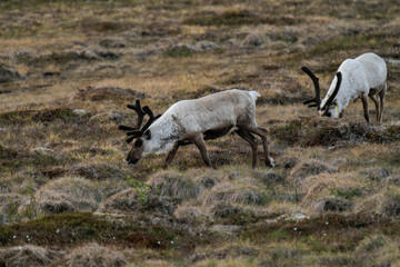 Reindeer or caribou (Rangifer tarandus) walking