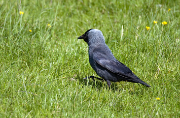 Obraz premium Choucas des tours,.Coloeus monedula , Western Jackdaw