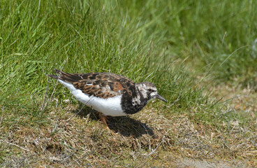 Tournepierre à collier, .Arenaria interpres , Ruddy Turnstone