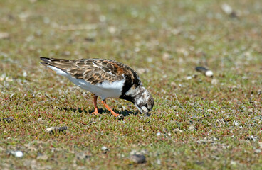 Tournepierre à collier, .Arenaria interpres , Ruddy Turnstone