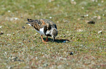 Tournepierre à collier, .Arenaria interpres , Ruddy Turnstone