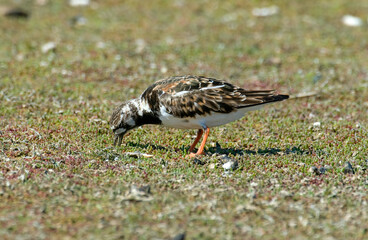 Tournepierre à collier, .Arenaria interpres , Ruddy Turnstone