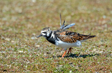 Tournepierre à collier, .Arenaria interpres , Ruddy Turnstone