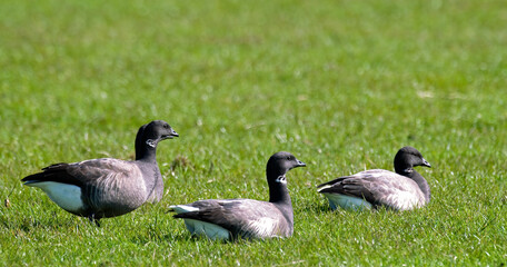 Bernache cravant,.Branta bernicla, Brant Goose, Ile de Texel, Pays Bas