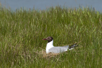 Mouette rieuse, nid,.Chroicocephalus ridibundus, Black headed Gull