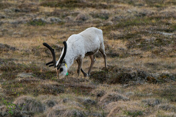 Reindeer or caribou (Rangifer tarandus) eating grass