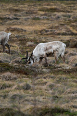 Reindeer or caribou (Rangifer tarandus) eating grass