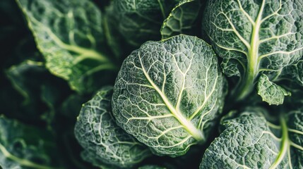 Fototapeta premium Fresh Green Savoy Cabbage Close-Up: Leafy Vegetable Texture
