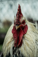 rooster head on nature background