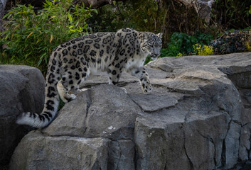 a snow leopard and its cub in a zoo 