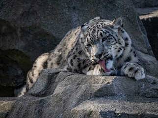 Obraz premium a snow leopard and its cub in a zoo 