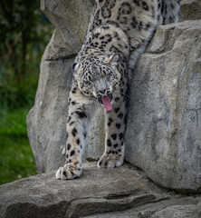 a snow leopard and its cub in a zoo 