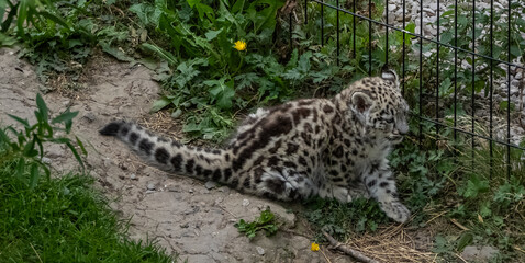a snow leopard and its cub in a zoo 