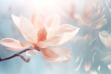 Fototapeta premium Beautiful blooming Chinese magnolia tree in spring garden. Closeup bloom flowers on sunny day. Woman's or Valentine Day. Romantic floral background for design greeting card, banner, poster, wallpaper