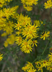 Beautiful close-up of jacobaea vulgaris