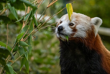 Obraz premium Captive Red Panda in a zoo