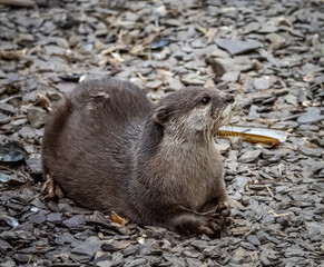 Otters 