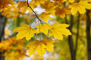 Yellow leaves in an autumn park illuminated by the sun