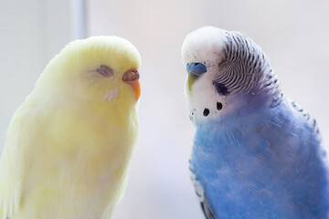 Two sleepy budgies in a home environment