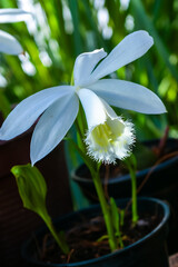 Obraz premium Blooming White Orchid with Fringed Lip: Close-up of a beautiful white orchid flower in full bloom, showcasing its intricate fringed petal.