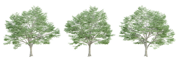 Obraz premium 3d render of fagus sylvatica tree on transparent background, png plant.