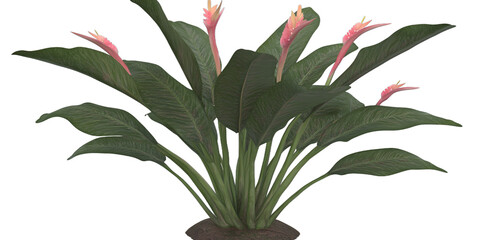 [Transparent Background PNG]Beautiful Green Tropical Plant with Pink Flowers