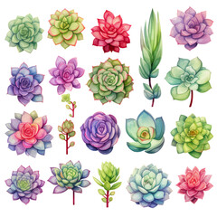 Watercolor illustration of 20 different succulents in various colors and shapes.