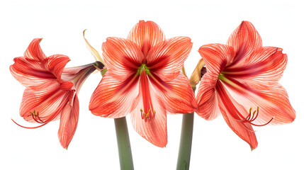 Obraz premium Set of pink and white stripes of hippestums on a white background , beautiful blossoming pink flower with a green straight stem on a white background