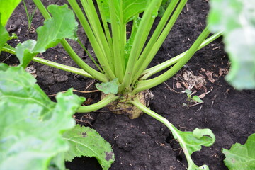 a close up of a common beetroot plant in the ground